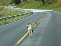 einheimische Tierwelt