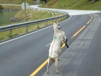 einheimische Tierwelt