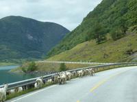 einheimische Tierwelt