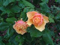 Botanischer Garten Stavanger  (3)