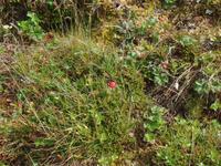 Erlebnisse von Eidfjord nach Molde mit Rosenkirche, Valldal, Trollstigen (32)