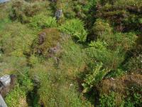 Erlebnisse von Eidfjord nach Molde mit Rosenkirche, Valldal, Trollstigen (33)