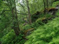 Geirangerfjord, Dalsnibba und Adlerkehren (13)