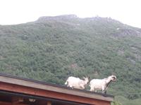 Hardangerfjord mit Hardangervidda, Naturcenter und Lofthus (20)