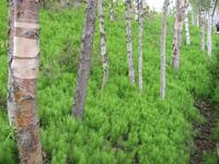 Birken im Alta-Museum