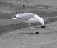 Frühstück in Hennigsvaer