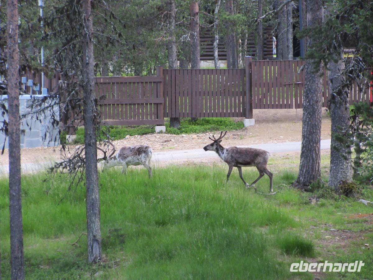 Rentiere in Saariselkä
