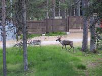 Rentiere in Saariselkä
