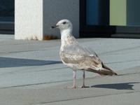 193. Bodo, Norwegen, AIDAvita