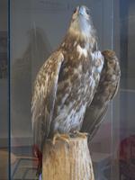 195. Weißschwanz-Seeadler, Bodo, Norwegen, AIDAvita