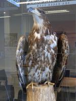 196. Weißschwanz-Seeadler, Bodo, Norwegen, AIDAvita