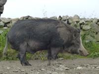 228. Wikingermuseum Lofotr, Lofoten, Norwegen, AIDAvita