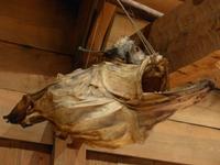 238. Wikingermuseum Lofotr, Lofoten, Norwegen, AIDAvita