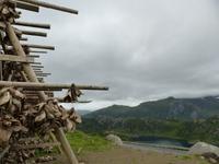 251. Stockfisch, Lofoten, Norwegen, AIDAvita