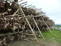 253. Stockfisch, Lofoten, Norwegen, AIDAvita