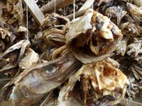 254. Stockfisch, Lofoten, Norwegen, AIDAvita