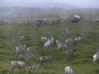 271. Rentiere, Nordkap, Norwegen, AIDAvita