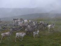 272. Rentiere, Nordkap, Norwegen, AIDAvita