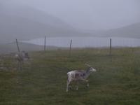 273. Rentiere, Nordkap, Norwegen, AIDAvita