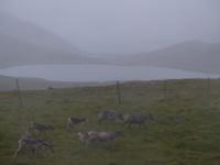 274. Rentiere, Nordkap, Norwegen, AIDAvita