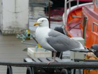 280. Honningsvag, Nordkap, Norwegen, AIDAvita