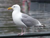 281. Honningsvag, Nordkap, Norwegen, AIDAvita