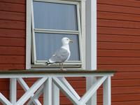 283. Honningsvag, Nordkap, Norwegen, AIDAvita