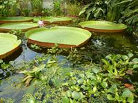 357. Botanischer Garten, Aarhus, Dänemark, AIDAvita