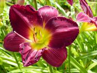 361. Aarhus, Dänemark, AIDAvita