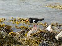 049_Stokmarknes_Austernfischer