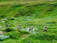 Rentiere in der Finnmark