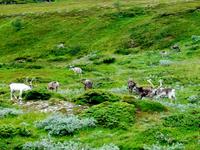 Rentiere in der Finnmark
