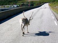 Rentiere in der Finnmark