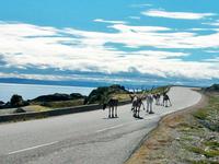 Rentiere in der Finnmark