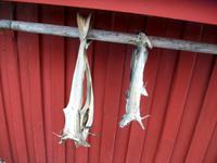 Impressionen auf den Lofoten