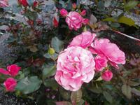 Molde Stadt der Rosen