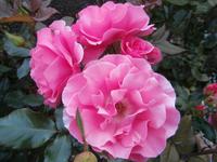 Molde Stadt der Rosen