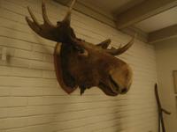 Sole Hotel Noresund Elch