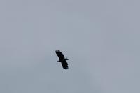 Seeadler