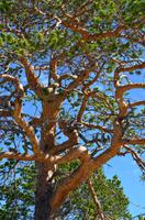107 Femundsmarka Nationalpark, Wanderung nach Svukuriset