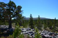 110 Femundsmarka Nationalpark, Wanderung nach Svukuriset