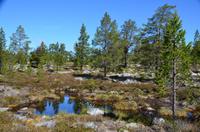 111 Femundsmarka Nationalpark, Wanderung nach Svukuriset