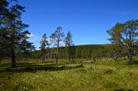 122 Femundsmarka Nationalpark