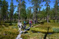 123 Femundsmarka Nationalpark