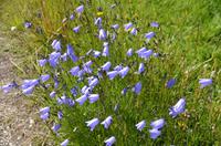 125 Femundsmarka Nationalpark