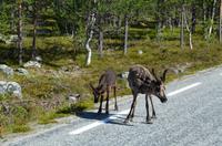 131 Femundsmarka Nationalpark, Rentiere