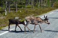 132 Femundsmarka Nationalpark, Rentiere
