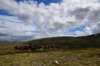 154 Dovrefjell, Wanderung zum Snøhetta Aussichtspunkt