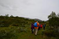 171 Dovrefjell, Moschusochsensafarie