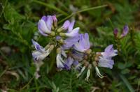 173 Dovrefjell, Moschusochsensafarie